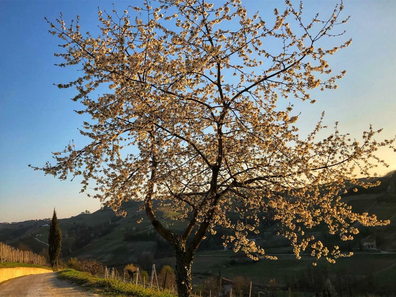 Panoramic Villa Garassino - Country Rooms And Fine Restaurant トレイゾ エクステリア 写真